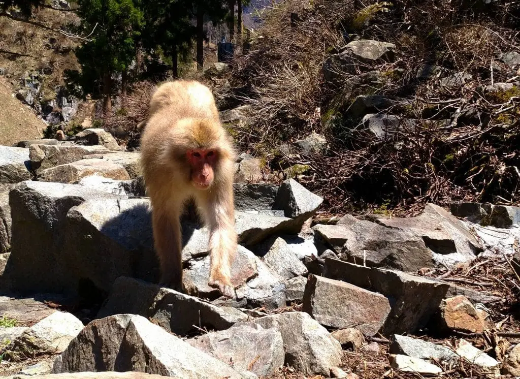 śnieżne małpy nagano gorące kąpiele makaki japońskie kąpią się w gorących źródłach