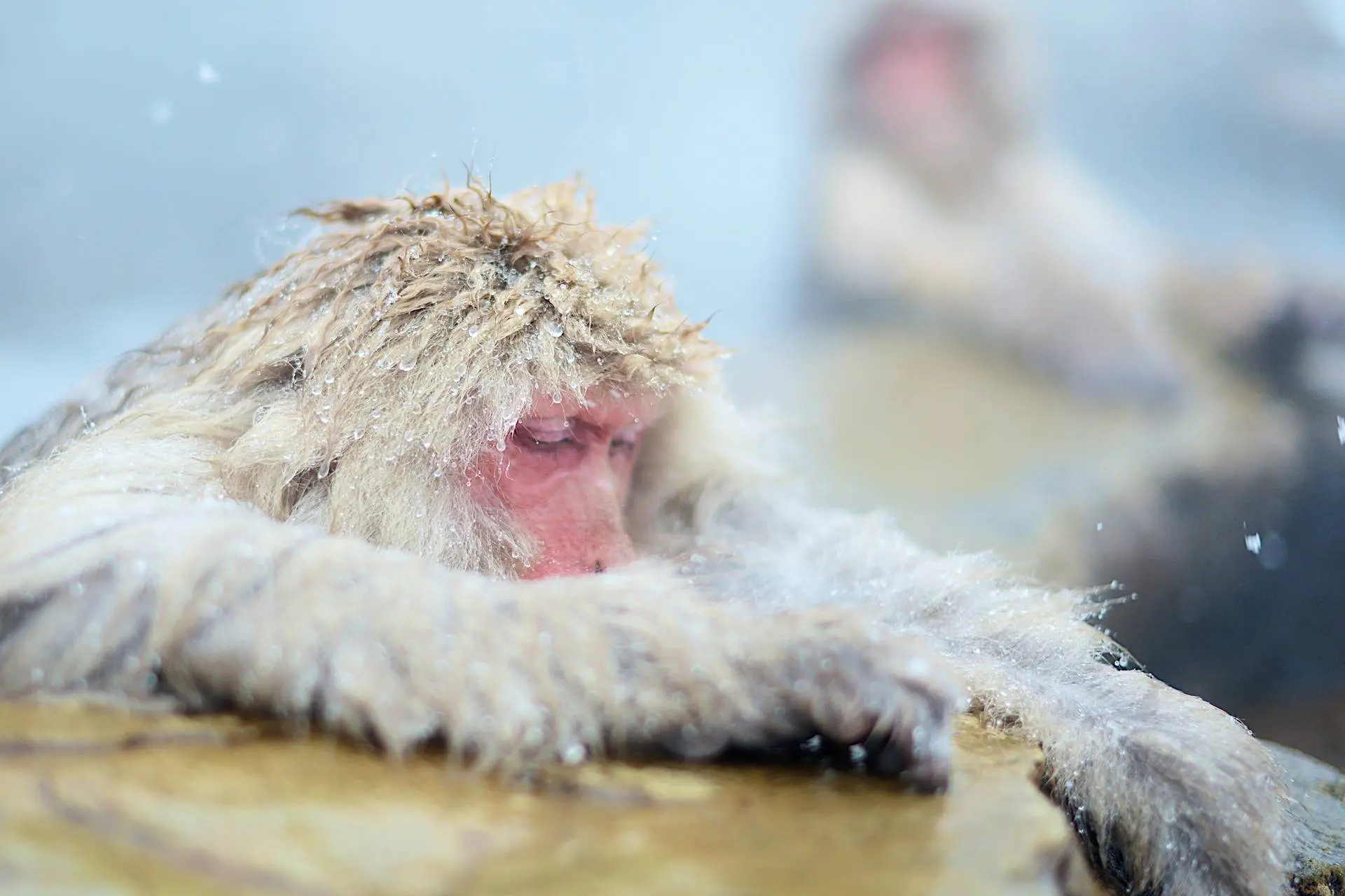 Makaki japońskie kąpią się w gorących źródłach | Jigokudani Snow Monkey Park i Nagano