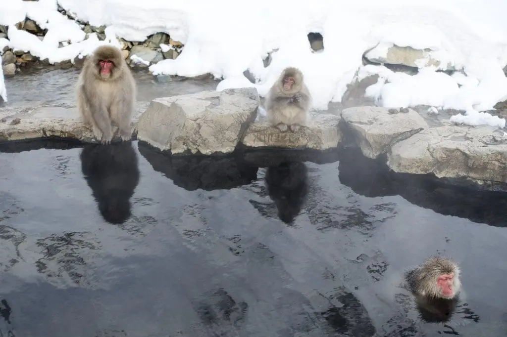 Nagano śnieżne małpy snow monkey park makaki japońskie