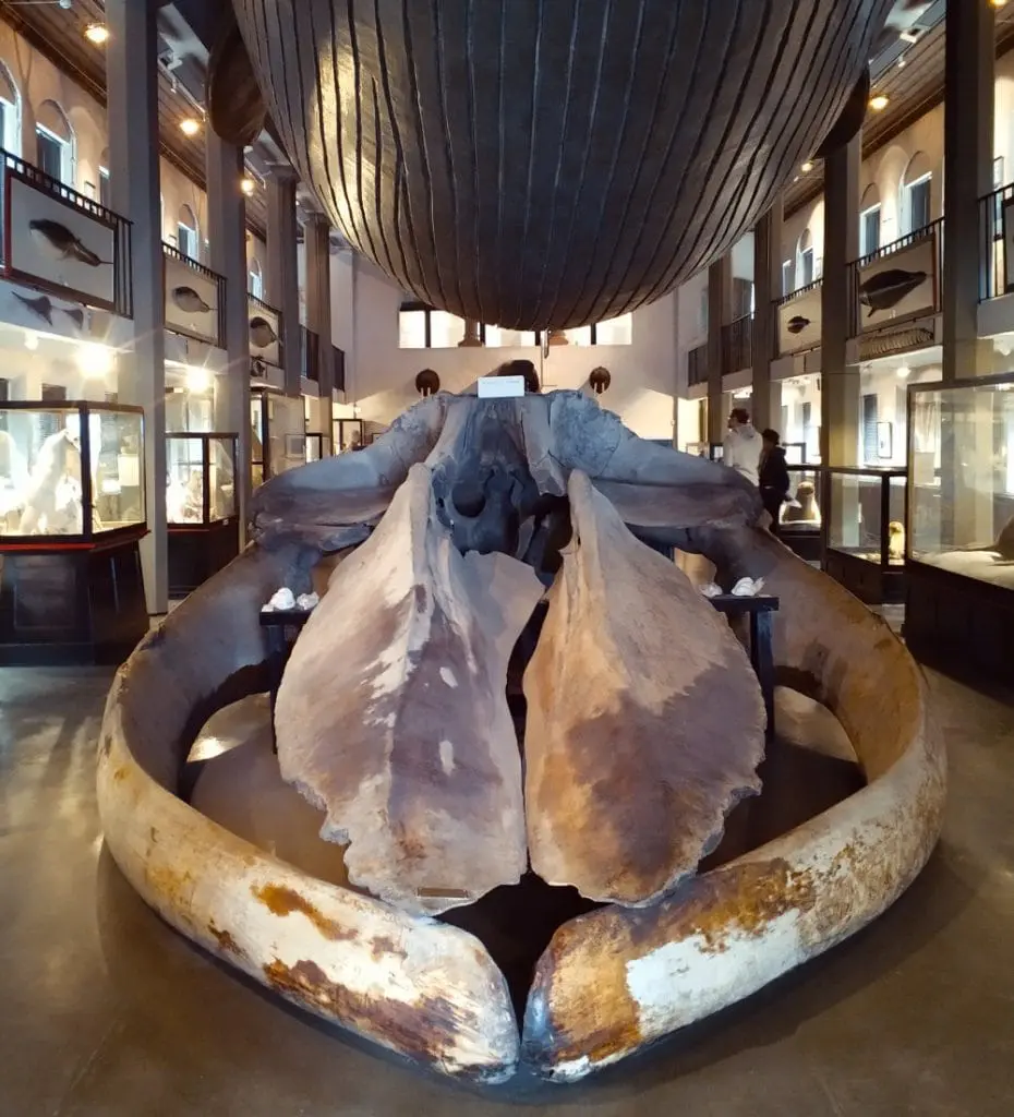 Sandefjord w jeden dzień. Jednodniówka w Norwegii