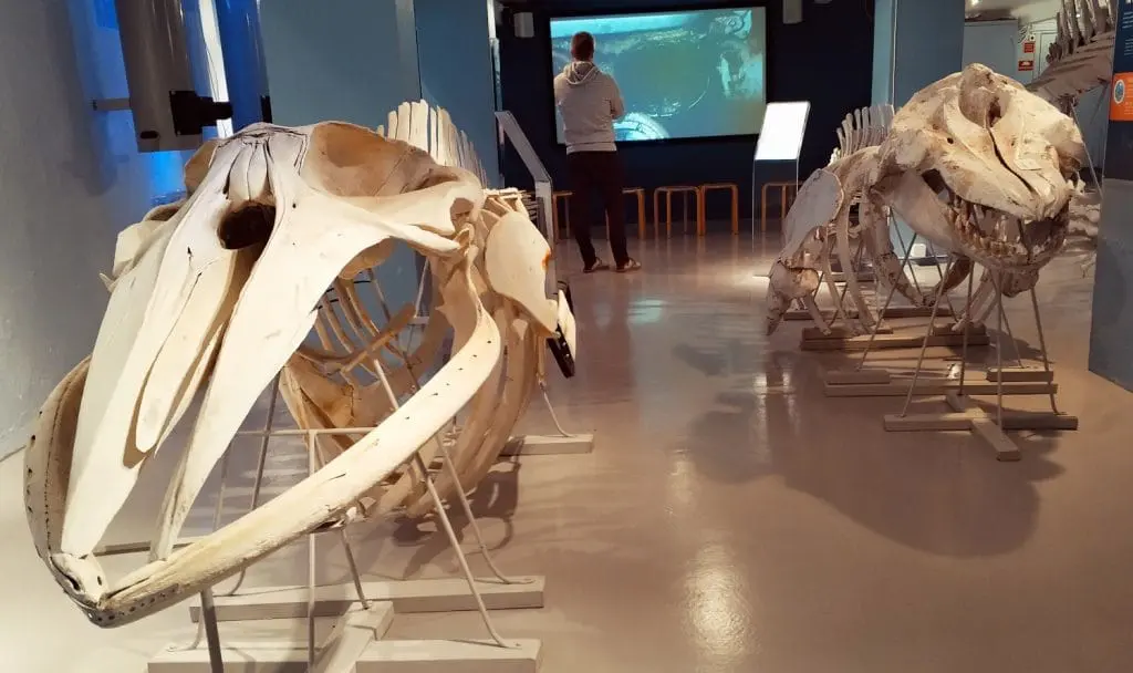 Sandefjord w jeden dzień. Jednodniówka w Norwegii