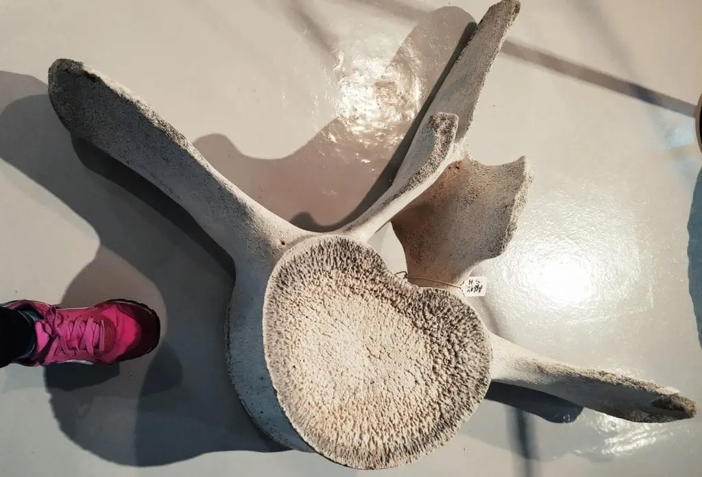 Sandefjord w jeden dzień. Jednodniówka w Norwegii