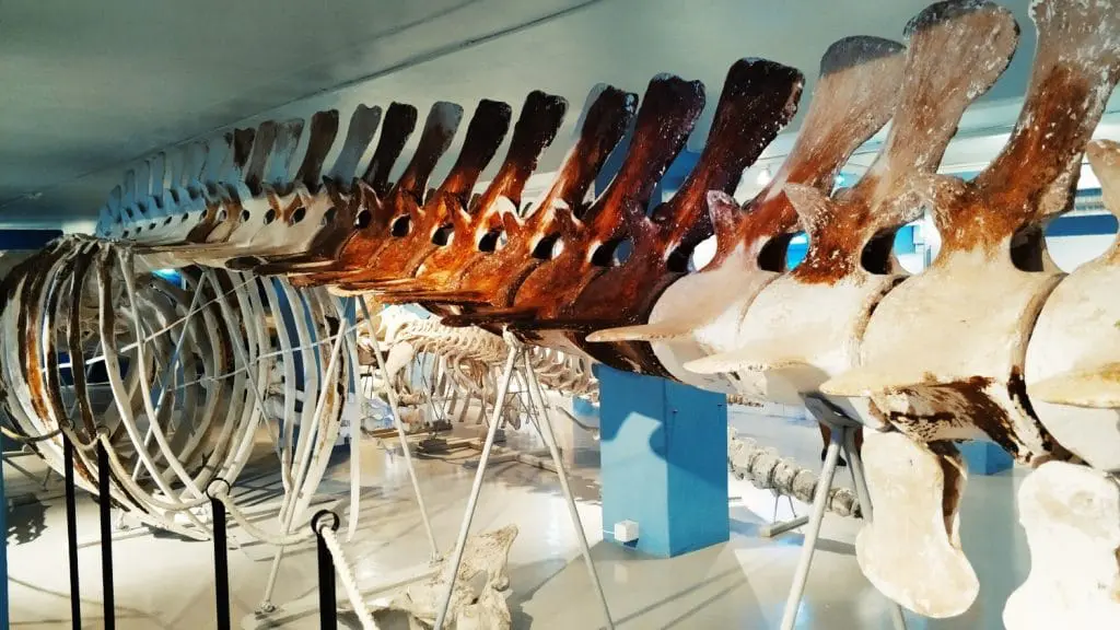 Sandefjord w jeden dzień. Jednodniówka w Norwegii