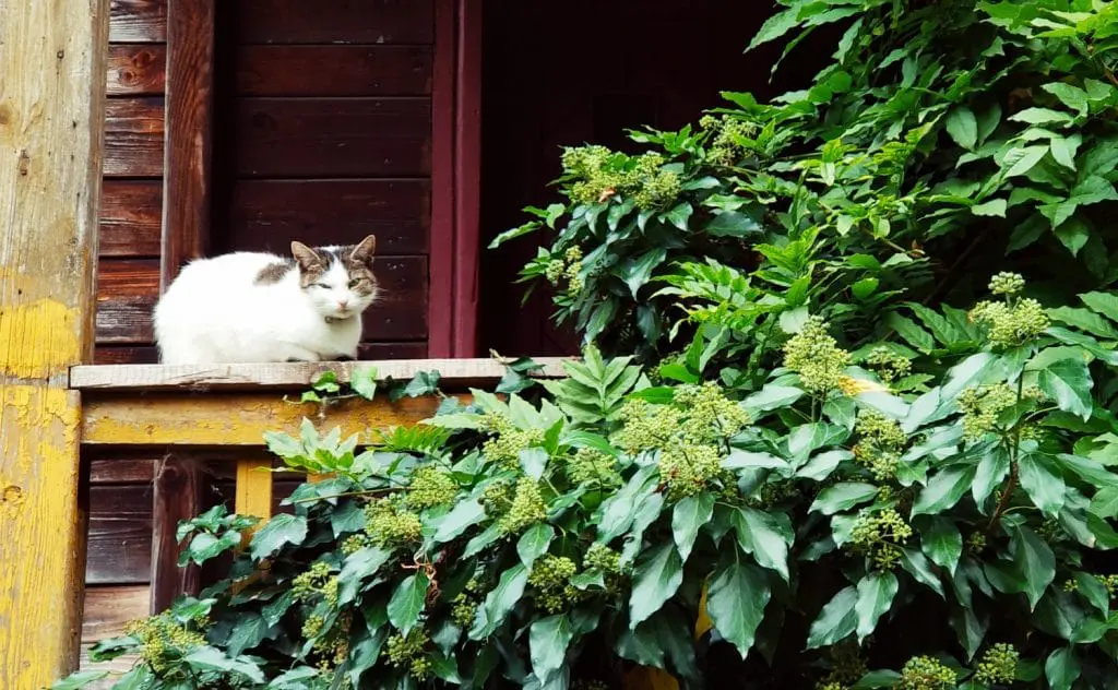 Dobczyce. Zwiedzamy okolice Krakowa. Jednodniowa wycieczka z Krakowa. Atrakcje w Dobczycach. Zabytki Dobczyc
