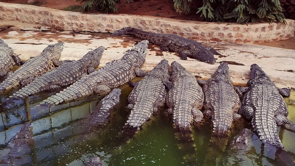 Atrakcje turystyczne Dżerby. Djerba co zwiedzać. Przewodnik po Dżerbie. Co ciekawego zobaczyć na Djarbie. Tunezja Djerba Explore farma krokodyli