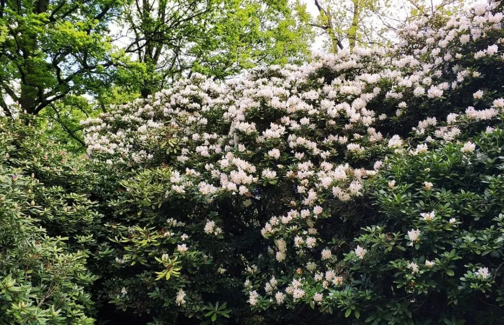 Park Mużakowski. Muskauerer Park Bad Muskau. Rododendron. Różanecznik