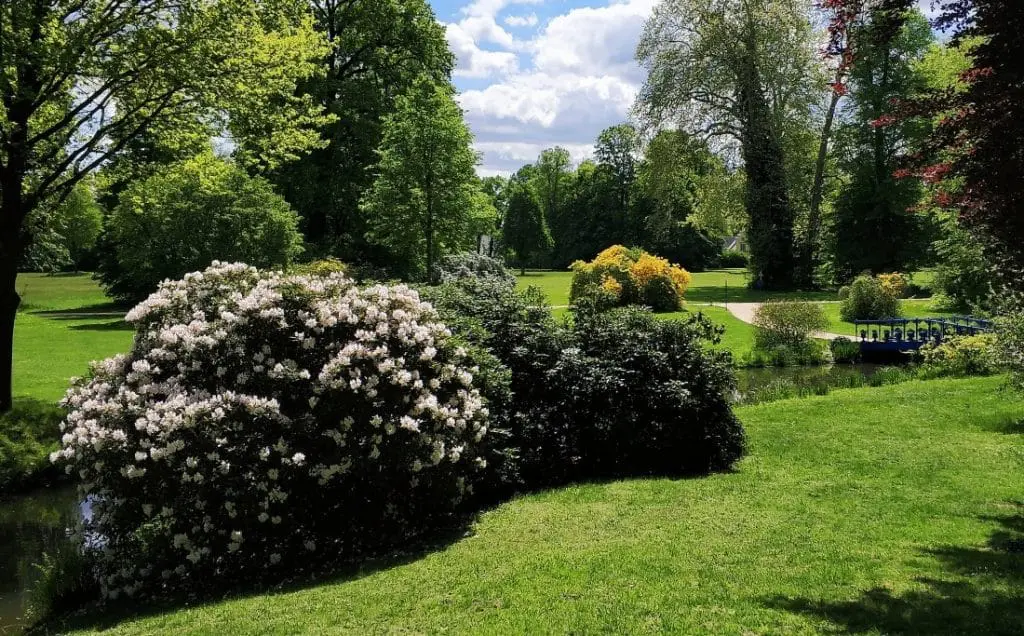 Park Mużakowski. Muskauerer Park rododendrony