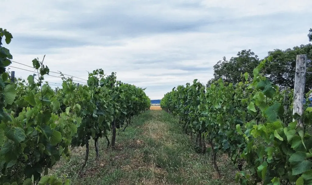 Winnica przy Talerzyku