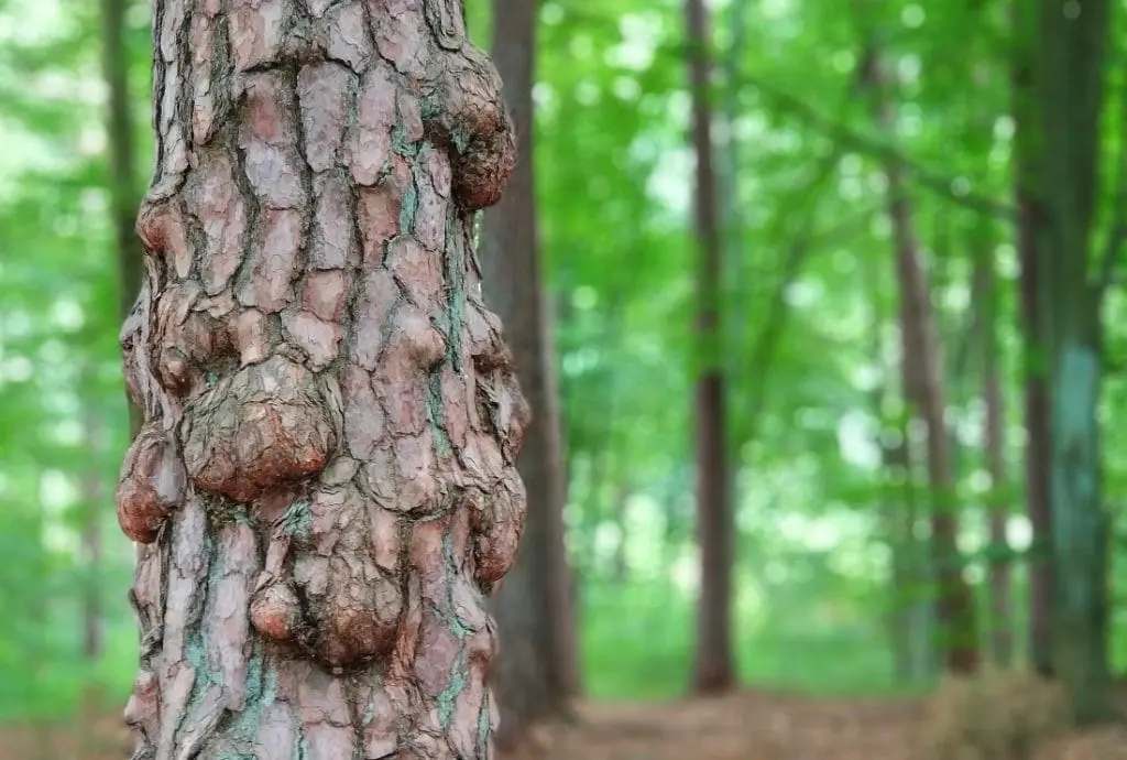 Pojezierze Iławskie. Jezioro Jasne. Jezioro Czyste