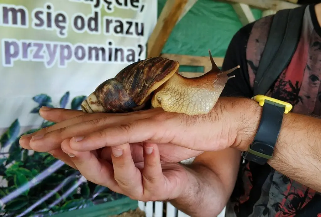 Bistro Ślimaka. Snails Garden Krasin