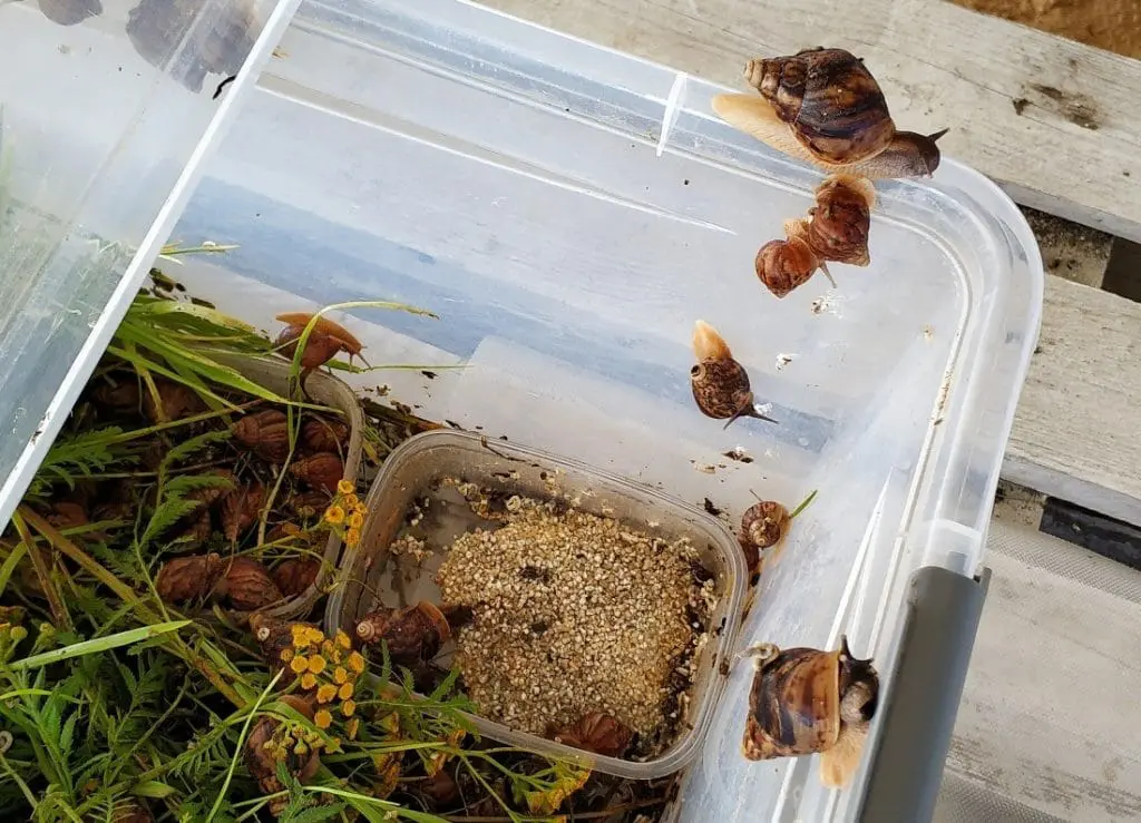 Bistro Ślimaka. Snails Garden Krasin