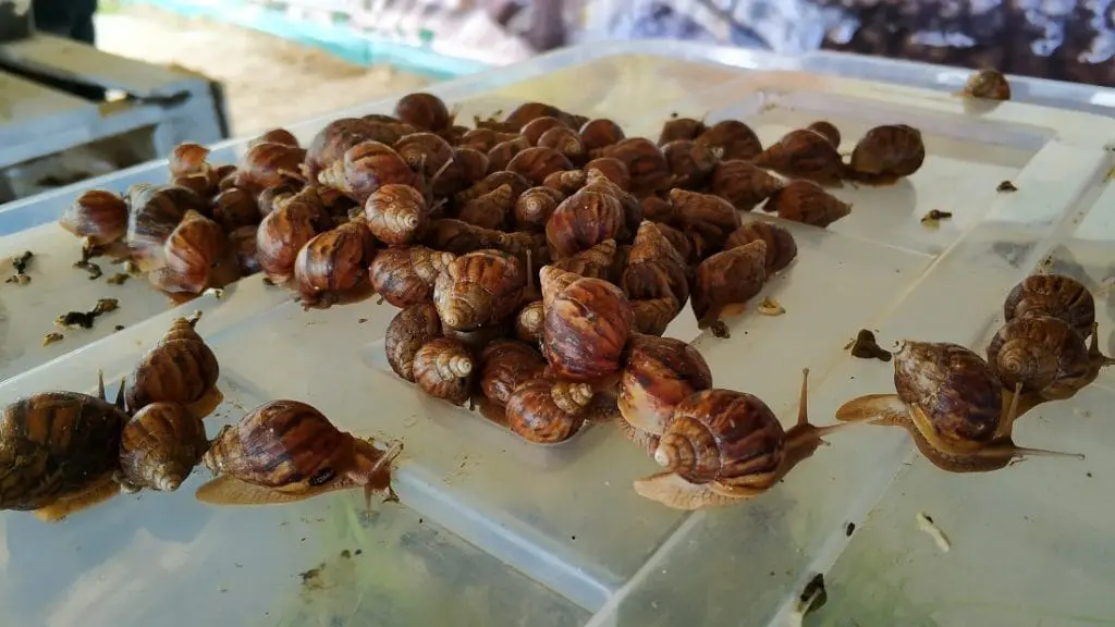 Bistro Ślimaka. Snails Garden Krasin