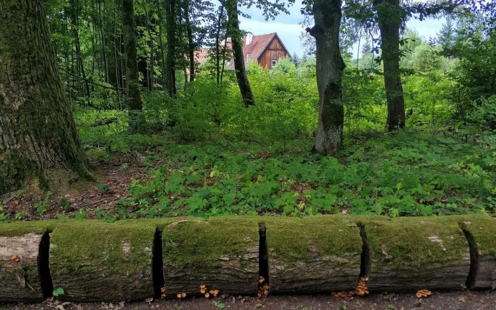 Sosna taborska. Rezerwat sosny taborskiej