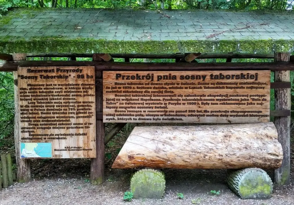 Sosna taborska. Rezerwat sosny taborskiej