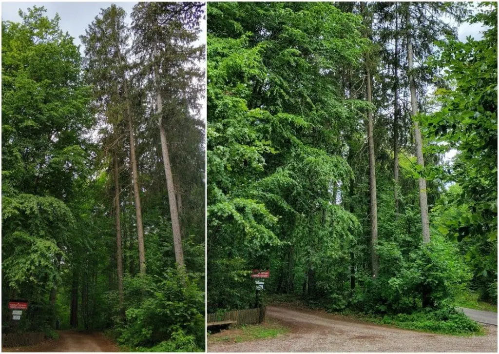 Sosna taborska. Rezerwat sosny taborskiej