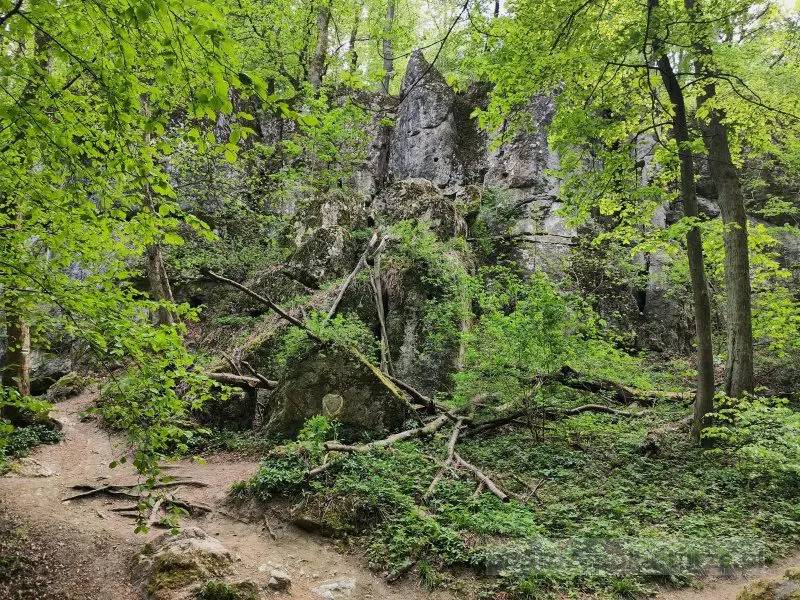Rezerwat Panieńskie Skały Las Wolski