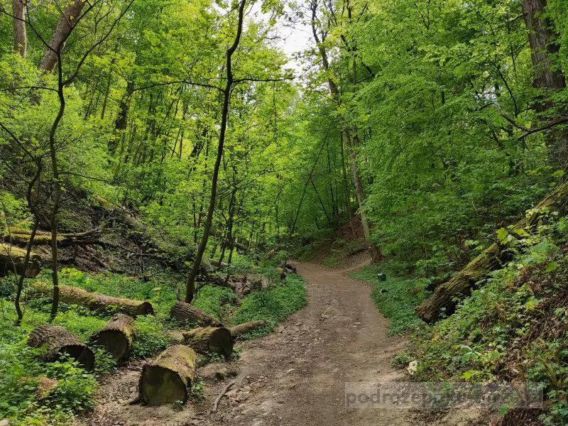 Las Wolski i Wolski Dół