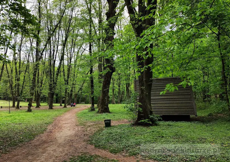 Polana Bielańska, polana pod Dębiną w Lesie Wolskim