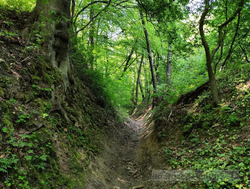 Poniedziałkowy Dół Las Wolski