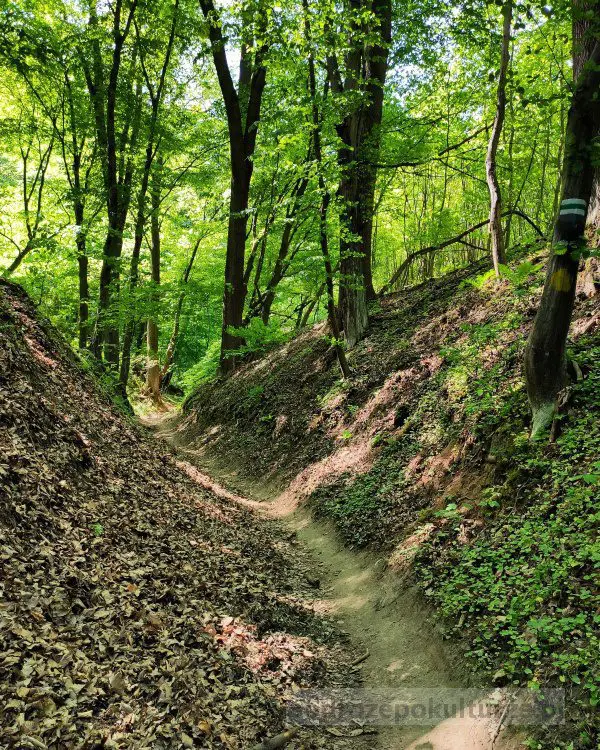 Las Wolski Poniedziałkowy Dół