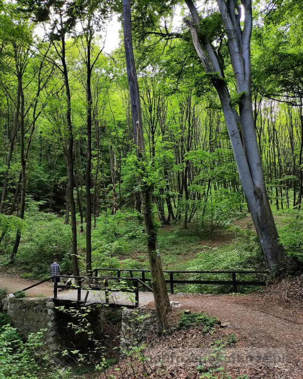 Skowronków Dół Las Wolski
