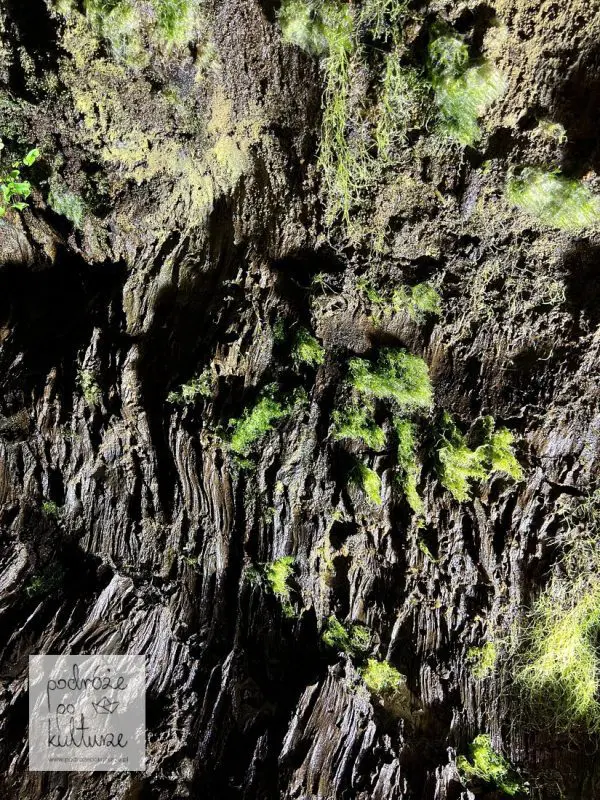 Gruta do Natal - roślinność w korytarzach lawowych