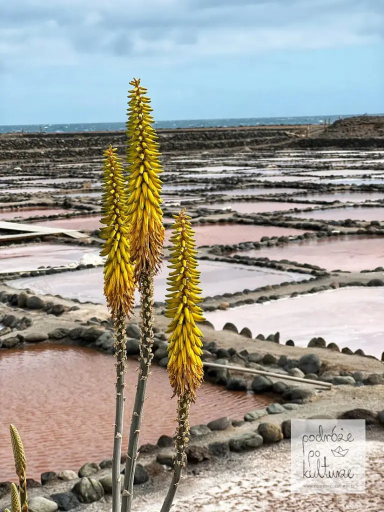 Salinas de Tenefé 