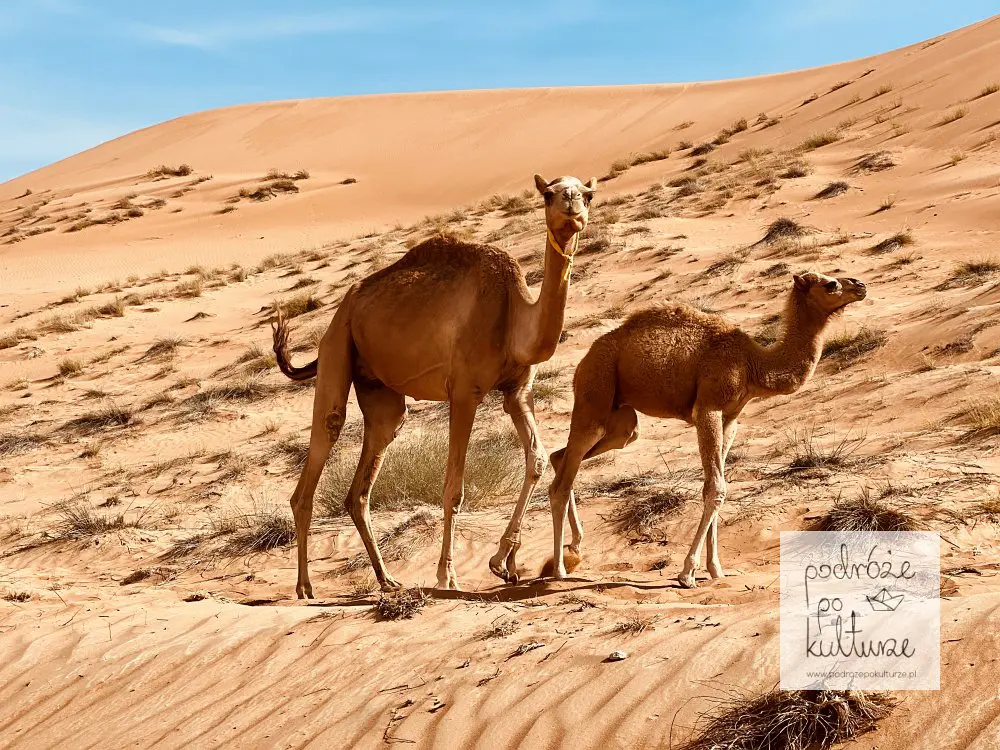 Wahiba Sands Oman wielbłady dromanery