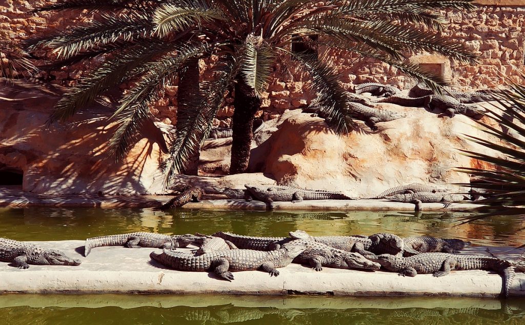 Atrakcje turystyczne Dżerby. Djerba co zwiedzać. Przewodnik po Dżerbie. Co ciekawego zobaczyć na Djarbie. Tunezja Djerba Explore farma krokodyli