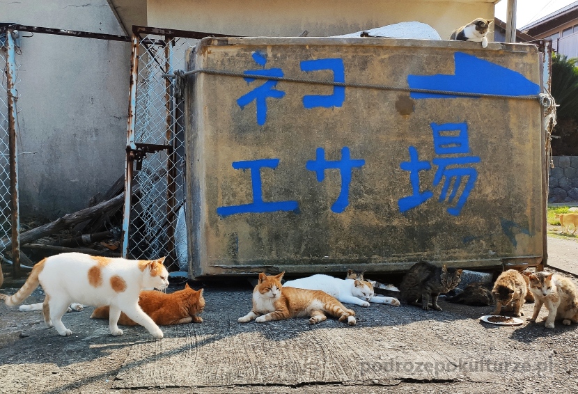wyspa kotów Japonia Aoshima Umashima