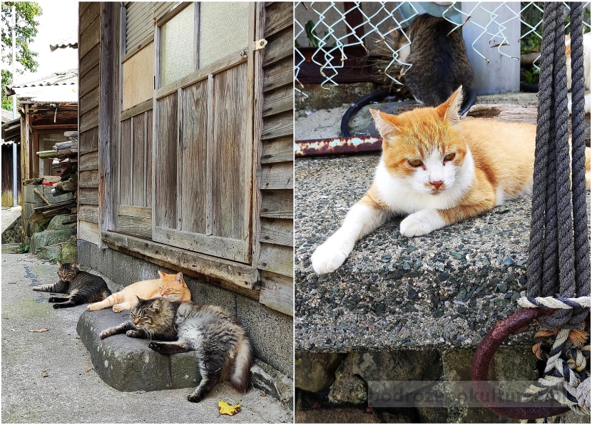 wyspa kotów Aoshima w Japonii
