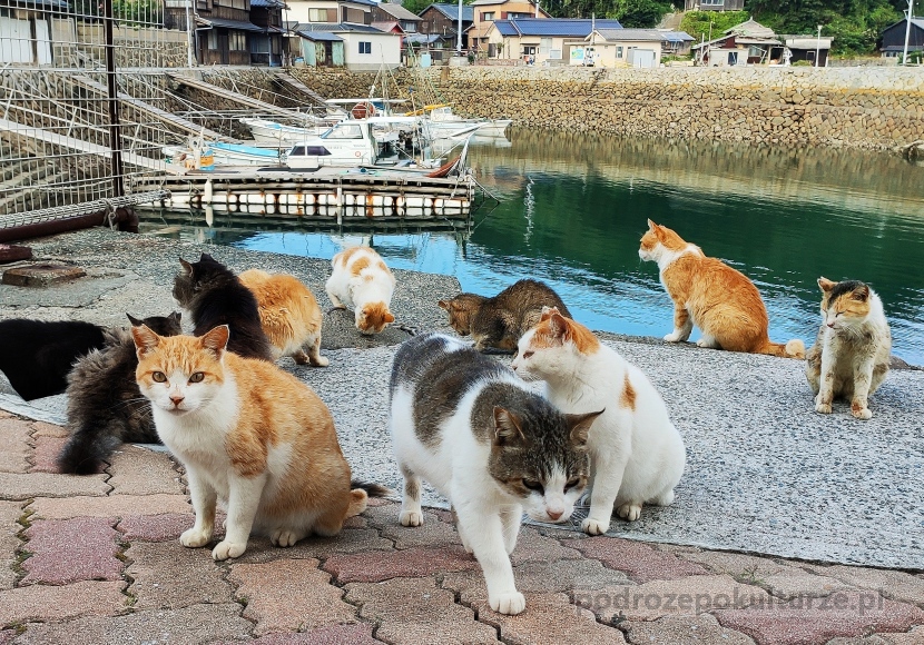 Wyspa kotów Aoshima. Nazywają ją kocim rajem, ale ja chciałam z niej uciec