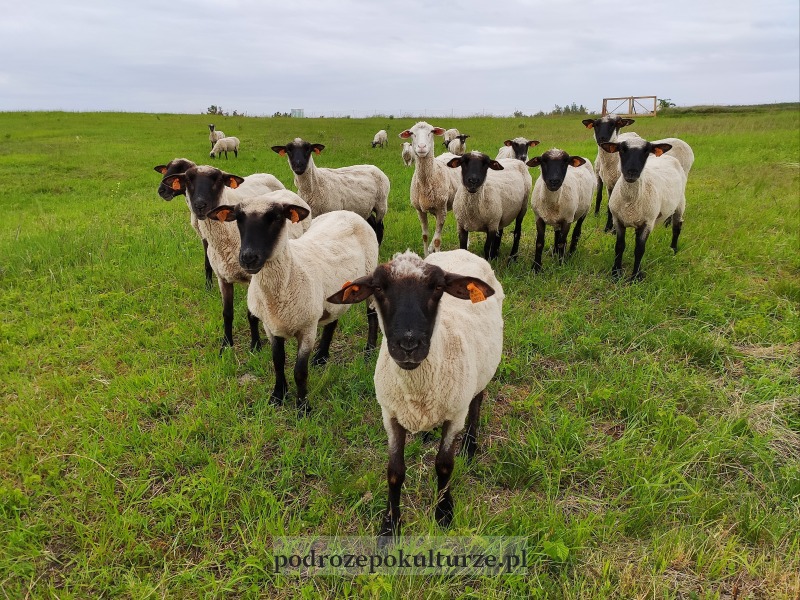 Owce z Nadnidziańskiego Parku Krajobrazowego