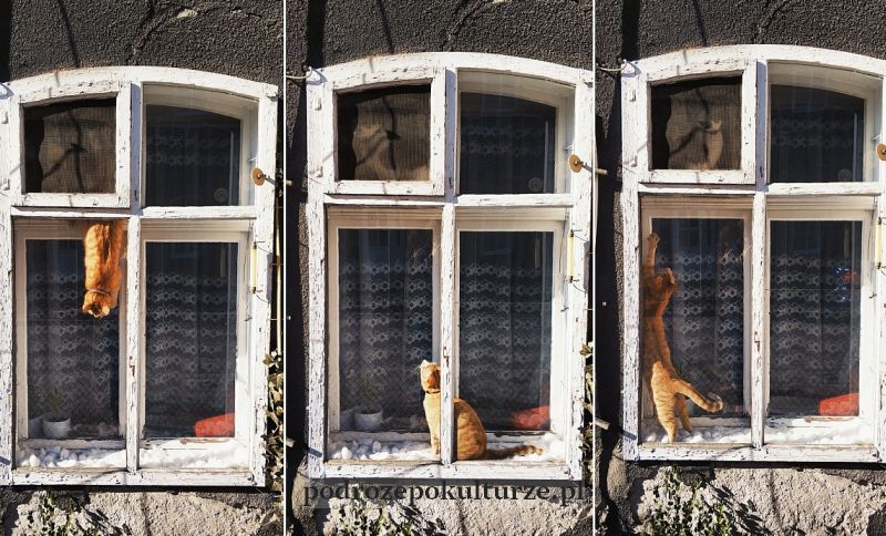 Koty w oknie