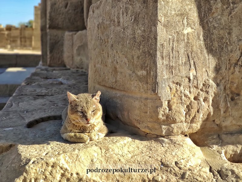 Koty ze świątyni Izydy na wyspie File