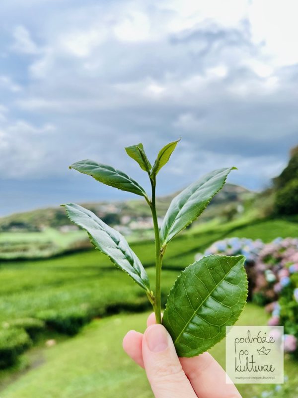 Plantacja herbaty Porto Formoso na Azorach wyspa Sao Miguel